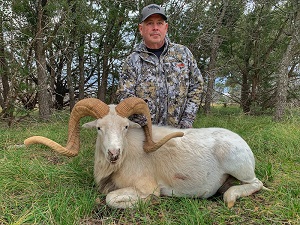 Texas Dall Sheep Hunts